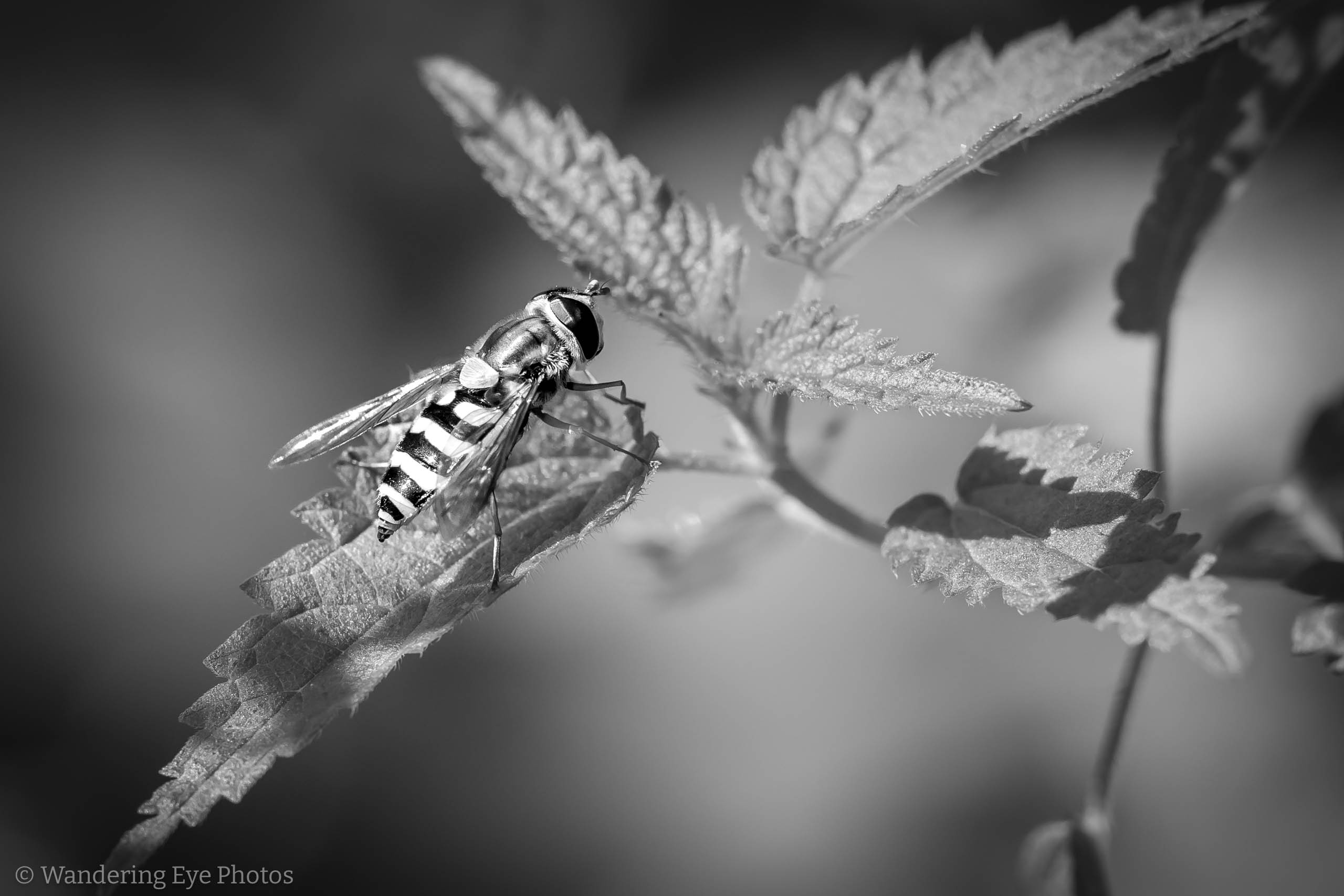 Hoverfly